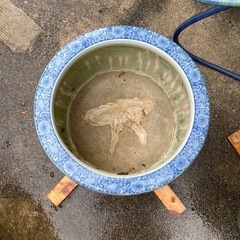 睡蓮鉢
の画像