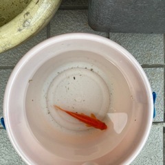 メダカ　金魚
の画像