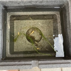 メダカ　金魚
の画像