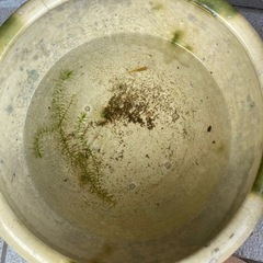 メダカ　金魚
の画像