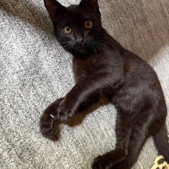 ちっちゃな黒猫ちゃん❗️