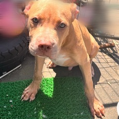 アメリカンブリー×ピット