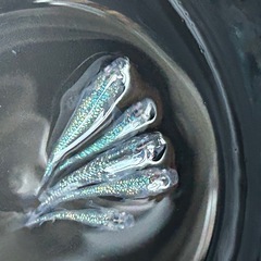 サイシュウヘイキ若魚1匹100円の画像