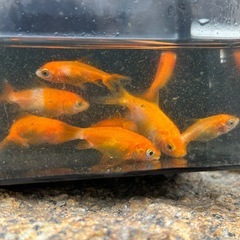 予定者、決まりました。金魚の画像