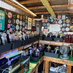 【五桜メダカ】 9月15日　全品1000円SALE 最終日　横須...