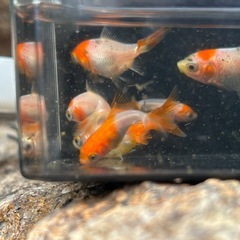 紅白金魚　若魚6匹の画像