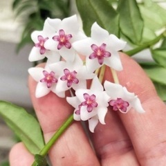 ホヤベラ　苗の画像