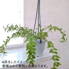 ホヤベラ　苗の画像