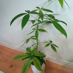 観葉植物　パキラの画像