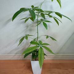 観葉植物　パキラの画像