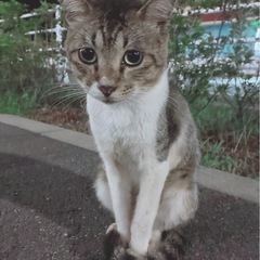 可愛い野良猫ちゃん