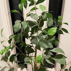 室内用インテリア　植木　お手入れ不要の画像