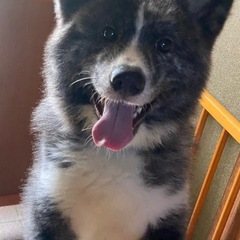 秋田犬　里親さん募集
