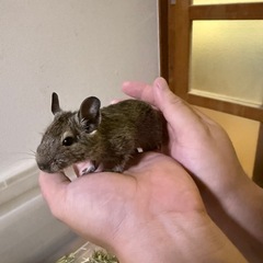 デグー ♂︎︎ ♀7月生まれ！里親さん募集。