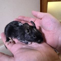 デグー ♀ 7月生まれ！里親さん募集。