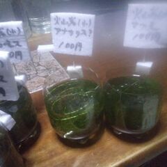 ボトル入り火山岩(小)＋水草6ボトル追加品出ししました。の画像
