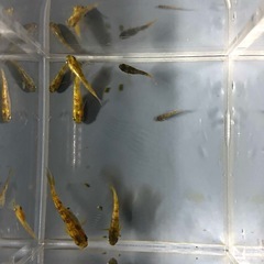 メダカ　スパークルサン　9匹　(1匹半ダルマ)の画像