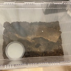 オオクワガタ　メスの画像