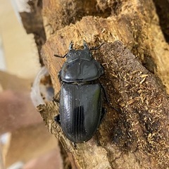 オオクワガタ　メスの画像
