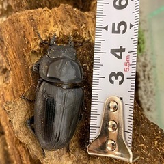 オオクワガタ　メスの画像