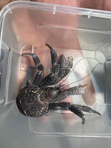 観賞用 ヤシガニ【ヤシガニ手乗りサイズミニ】、各サイズ 、アンマク、マクガン