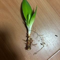サンスベリア　ブラックドラゴン　抜き株で送らせていただきます。　②の画像