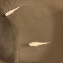 白メダカ2匹の画像