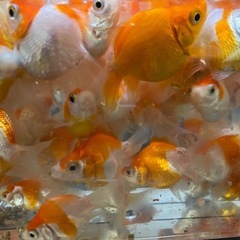 金魚　玉サバ　50匹セットの画像
