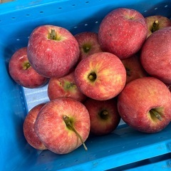 長野県産　すわっこ　りんごの画像