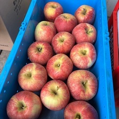 長野県産　すわっこ　りんごの画像