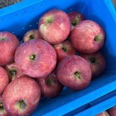 長野県産　すわっこ　りんごの画像