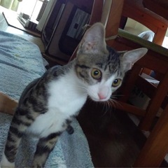 可愛いキジシロの男の子😉