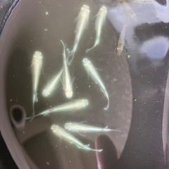 選べる　メダカ　10匹セット　500円〜の画像