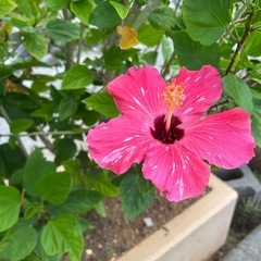 富士見市🌺初めてのフラダンス🌺メンバー募集の画像