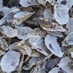 牡蠣殻譲って下さい