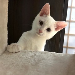 ブルーアイの瞳🩵元気いっぱいの男の子4カ月