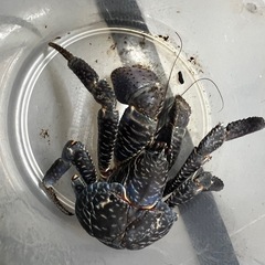 観賞用 ヤシガニ【ヤシガニ手乗りサイズミニ】、各サイズ 、アンマク、マクガンの画像