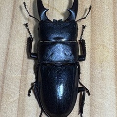 本土ヒラタ 54mm 豊田産・9月採集の元気な♂個体の画像