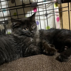⭐️黒猫子猫🐈‍⬛マック＆もじゃ