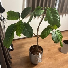 値下げ可能✨観葉植物 アフリカンプリンス✨ おしゃれなインテリアグリーンの画像