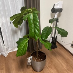 値下げ可能✨観葉植物 アフリカンプリンス✨ おしゃれなインテリアグリーンの画像