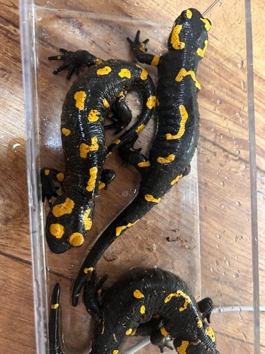 ファイヤーサラマンダー　大きめ　3匹