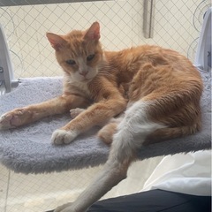 茶トラのおじいちゃん猫、猫エイズ