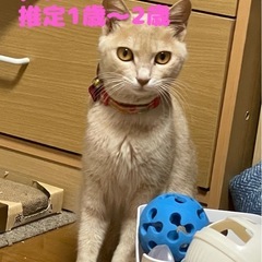小さなお母さん猫