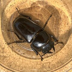 ◎阿古谷産オオクワガタ新成虫ペア＋♀ その８◎♂73、♀45、45B品（配送の場合着払い）の画像