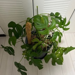 観葉植物　モンステラの画像