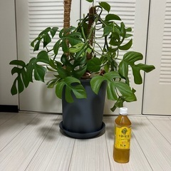 観葉植物　モンステラの画像