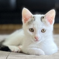 白キジ 5ヶ月 女の子