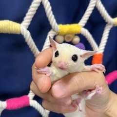 フクロモモンガ リューシ 男の子💙 すぐのお迎え可能です