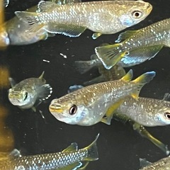 フロマージュメダカ若魚7匹の画像